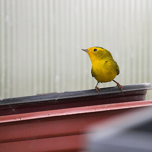 Wilson's_warbler_X9093032_09-09-2020-001.jpg