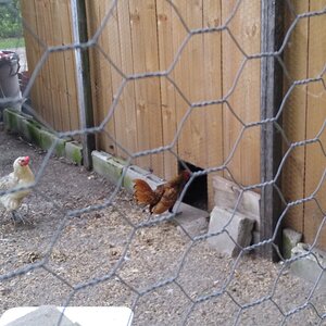 chicken coop4.jpg