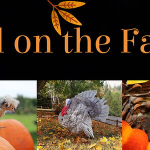 fall on the farm 800x420.jpg
