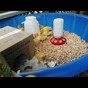 Just set up a camera and recorded the ducklings in their brooder