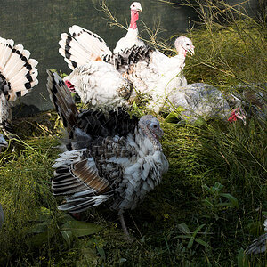 Mixed_turkeys_X9153127_09-15-2020-001.jpg
