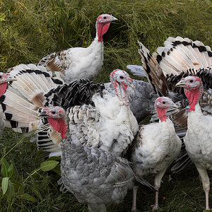 Mixed_turkeys_X9153129_09-15-2020-001.jpg