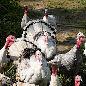 Mixed_turkeys_X9153149_09-15-2020-001.jpg