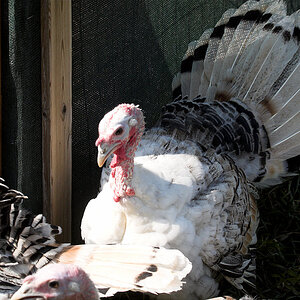 Mixed_turkeys_X9153156_09-15-2020-001.jpg