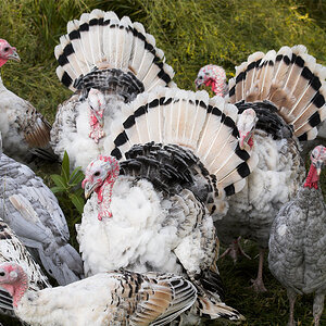 Mixed_turkeys_X9153135_09-15-2020-001.jpg