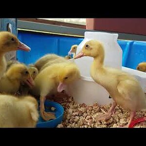 Seriously meal-worm addicted ducklings