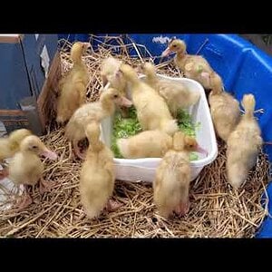 Ducklings try their first salad… Nah dad! Give us a meal-worm burger NOW!!! 🐤🍔
