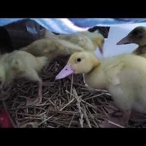 How to keep your outside duckling brooder warm during a colder night and turn them into Nemo fans 🐠🐬