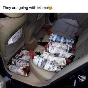 Transporting chickens.jpg