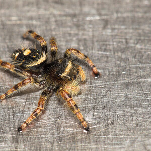 Jumping_spider_U9124952_09-12-2020-001.jpg
