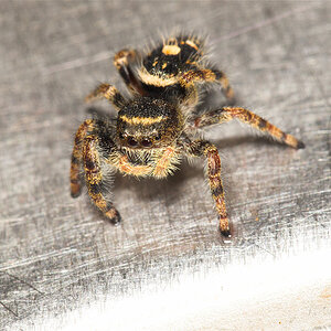 Jumping_spider_U9124954_09-12-2020-001.jpg