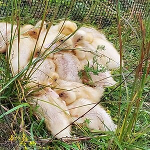 23 days old ducklings sleeping in the meadow