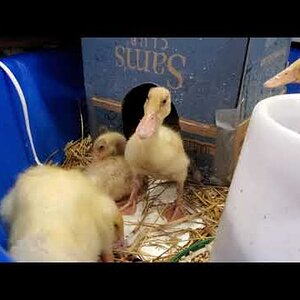 25 days old ducklings back in their brooder, eating & drinking