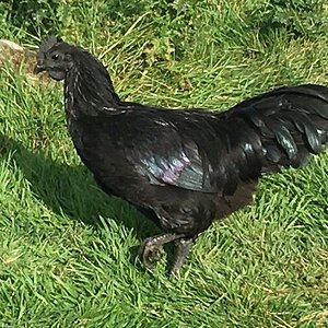 Ayam Cemani