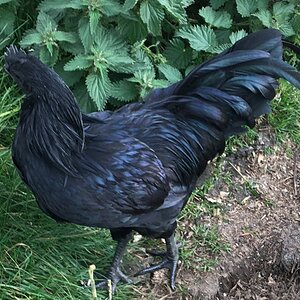 cemani cockeral side.jpg