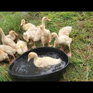 25 days old ducklings first real bath, oh the joy…
