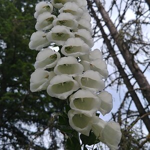 Foxglove!
