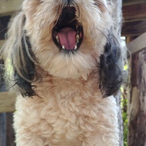 Koko yawning!!
