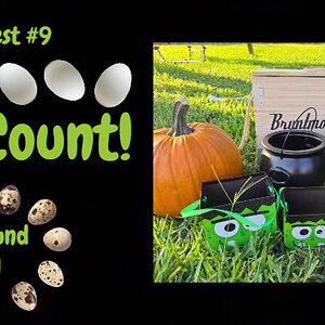 Egg Count c9 r1.jpg