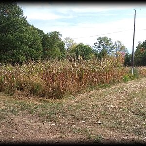 First year growing field corn