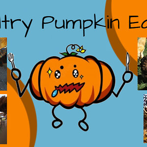 Poultry Pumpkin Eating4.jpg