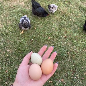 First Olive Egg