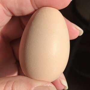 Pullet egg