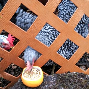 Pullets eat from a Pumpkin