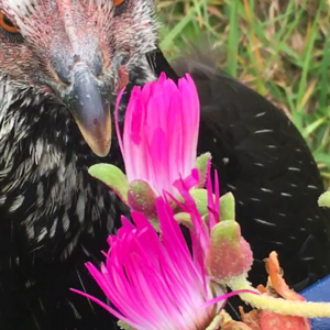 the best garden helper