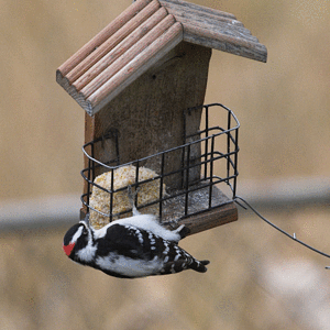 Downy_woodpecker_10-20-2020-001.gif