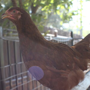 Ginger, a Rhode Island Red