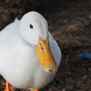 Salt, a White Pekin