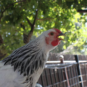 Longshank, a Colombian Wyandotte cockerel