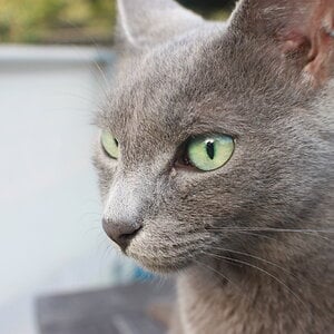Our Russian Blue, Rory