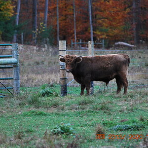 our bull named handsome