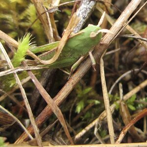 little meadow katydid