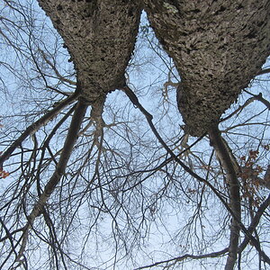 leafles red maple