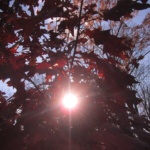 sunrising through red oaks