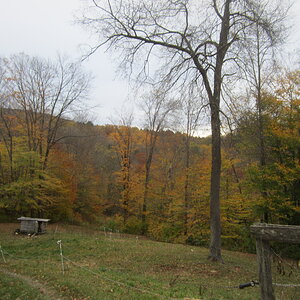 leafless cherry tree above the chicken coop