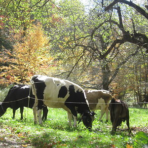 our cows grazing