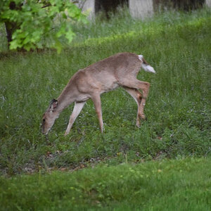 Kayla came out to eat early this morning