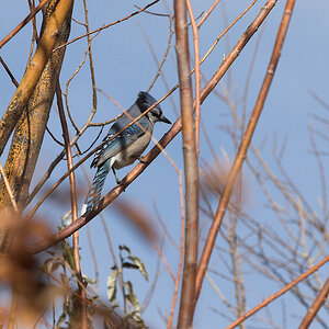 Blue_jay_XA283383_10-28-2020-001.jpg