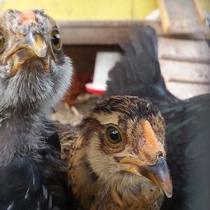 Bunny and Cheeks EE 1 1/2 months old