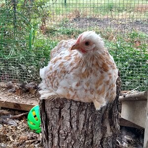 Mango on her stump