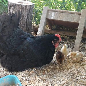 Rocky and her babies