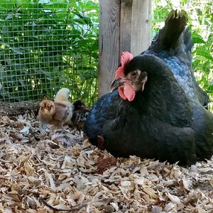 Rocky with her chicks outside