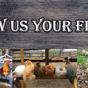 Show Us Your Flock 3.jpg