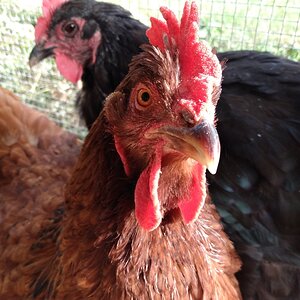 Maisie the Rhode Island Red