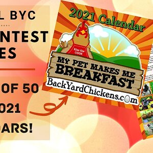 Win One Of 50 BYC 2021 Calendars!.jpg