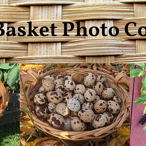 Egg Basket Banner3.jpg